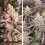 Cannabis seeds Orange Bud 2.0® NEW! from Dutch Passion